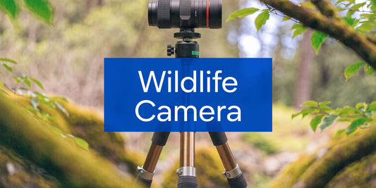 Find the Best Camera for Wildlife Photography in 2026